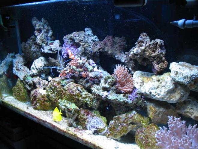 38 gallons reef tank (mostly live coral and fish) - Full tank veiw
