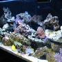 38 gallons reef tank (mostly live coral and fish) - Full tank veiw