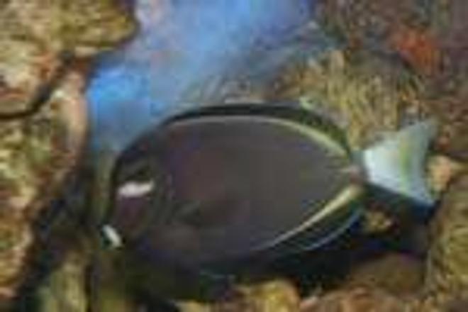 saltwater fish - acanthurus nigricans - whitecheek tang stocking in 600 gallons tank - gold rim tang