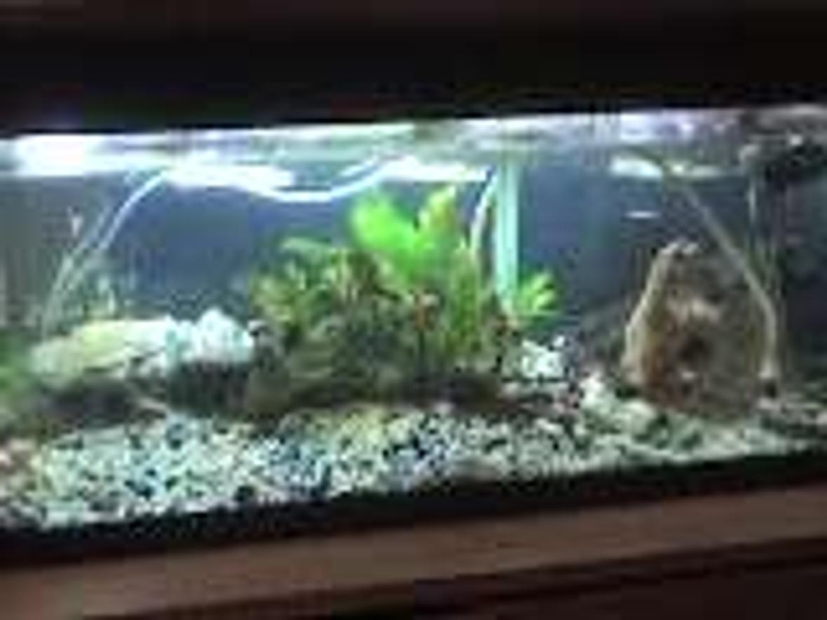 freshwater fish tank (mostly fish and non-living decorations) - t