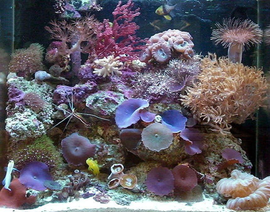 Rated #32: 15 Gallons Reef Tank - 15 Gal Nano Reef