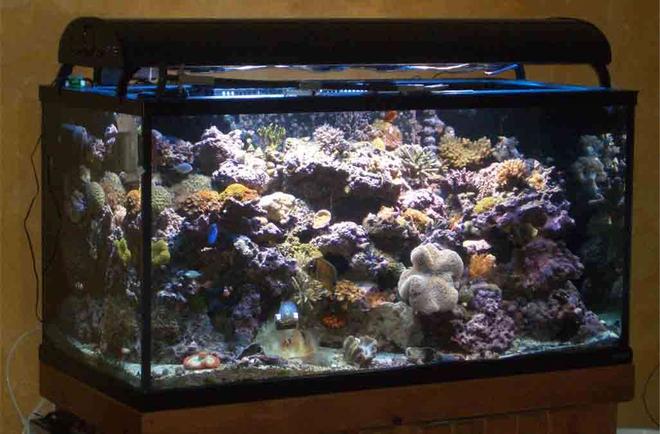 160 gallons reef tank (mostly live coral and fish) - Tank as of 11/29/06
Front angle View