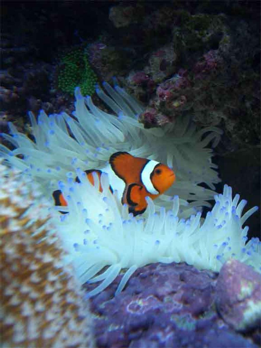 Rated #9: Corals Inverts - Condylactis Gigantea - Condy Anemone Stocking In 160 Gallons Tank - Clownfish in Sebea Anenomea