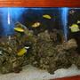 600 gallons saltwater fish tank (mostly fish, little/no live coral) - 6x2x2 community fish tank