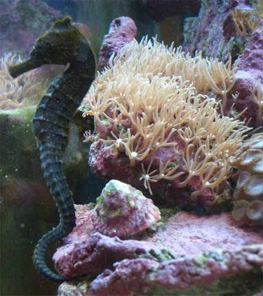 saltwater fish - hippocampus erectus - black seahorse stocking in 14 gallons tank - Seahorse named Leila