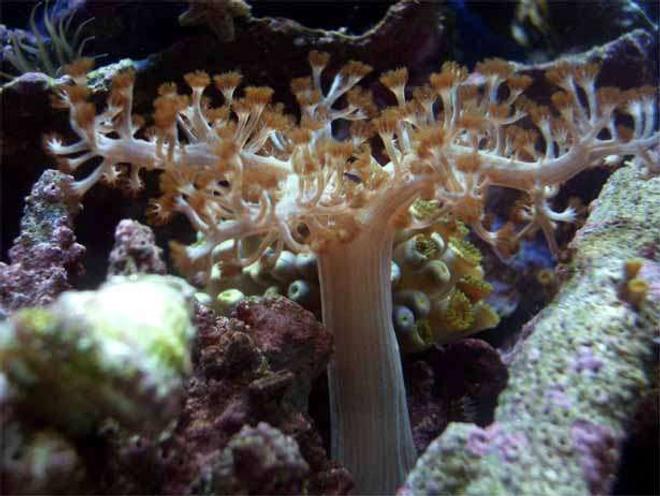 corals inverts - paralemnalia sp. - tree coral stocking in 14 gallons tank - Tree soft coral
