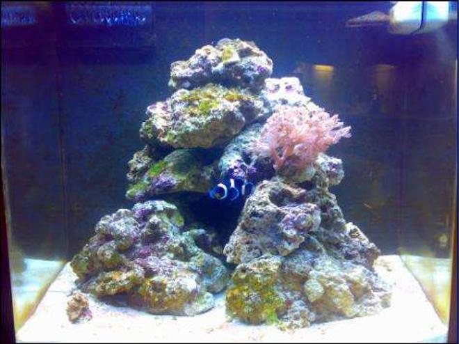 24 gallons saltwater fish tank (mostly fish, little/no live coral) - here is my nano cube 24 with a black and white clownfish and a sixline wrasse