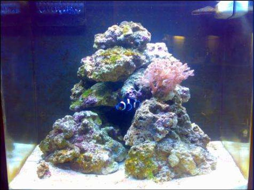 Rated #26: 24 Gallons Saltwater Fish Tank - here is my nano cube 24 with a black and white clownfish and a sixline wrasse