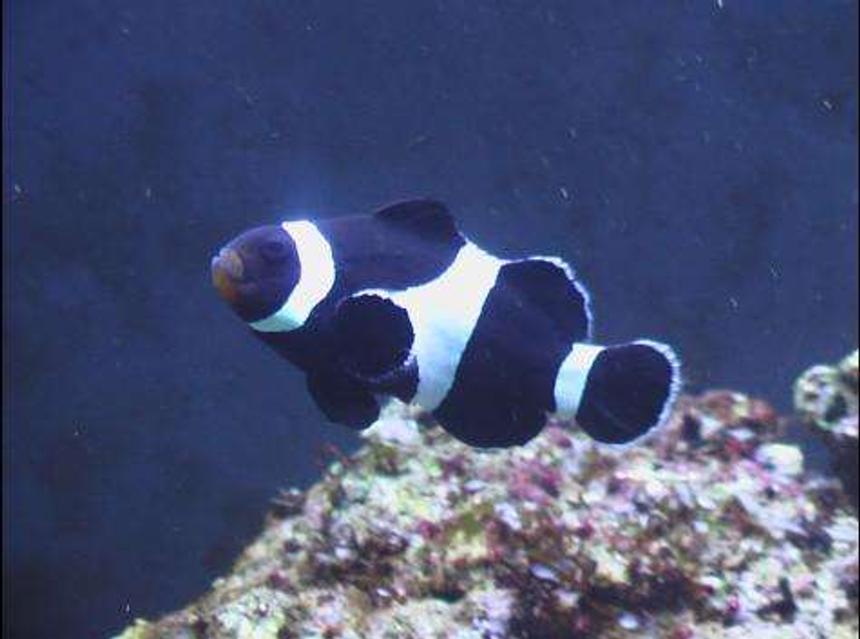 Rated #46: Saltwater Fish - Amphiprion Ocellaris Var. - Black & White Ocellaris Clownfish Stocking In 24 Gallons Tank - here is a crap picture of my clownfish