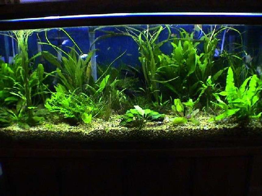 Rated #40: 75 Gallons Planted Tank - 75 Gallon Oceanic, Freshwater with live plants, Magnum 330 filter, 3 Angel fish, 3 rasboras, 10 neon tetras, 3 otto's, 3 mollies