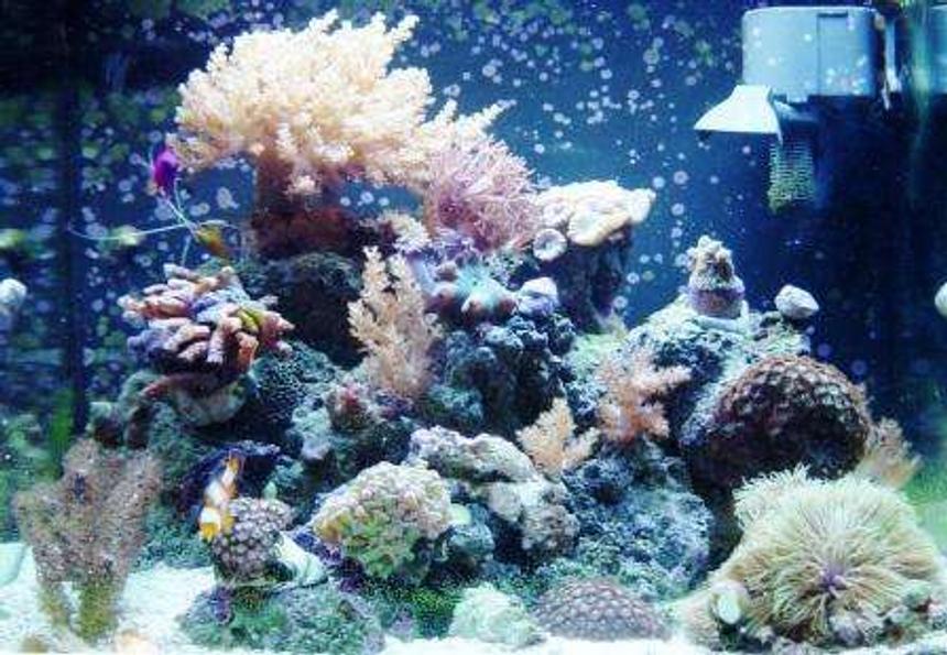 Rated #77: 24 Gallons Reef Tank - One more Pic Of my Tank
