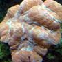 corals inverts - lobophyllia hemprichii - brain coral, lobophyllia stocking in 110 gallons tank - Carpet Brain