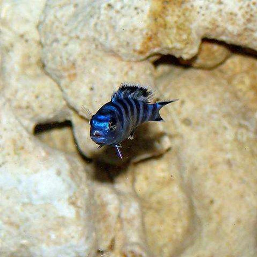 Rated #33: Freshwater Fish - Pseudotropheus Demasoni - Demasoni Cichlid Stocking In 32767 Gallons Tank - baby demasoni. approx 1.5"