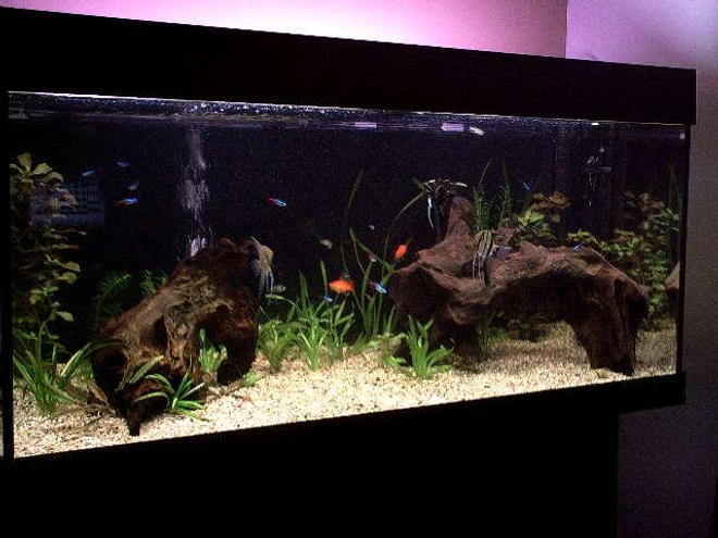 40 gallons freshwater fish tank (mostly fish and non-living decorations) - my fish tank