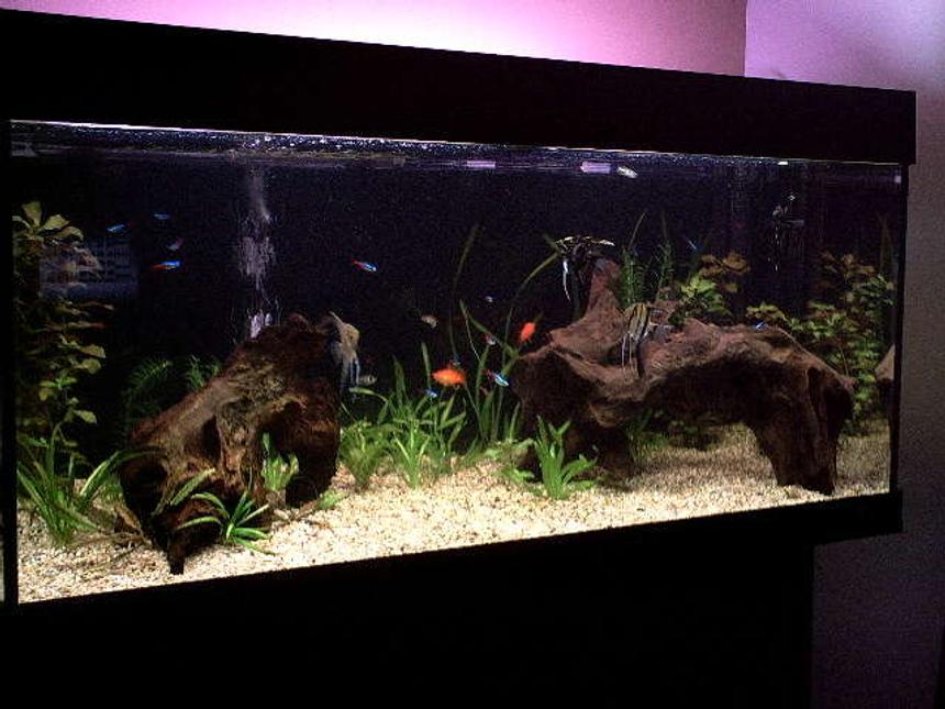Rated #20: 40 Gallons Freshwater Fish Tank - my fish tank