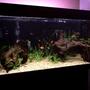 40 gallons freshwater fish tank (mostly fish and non-living decorations) - my fish tank