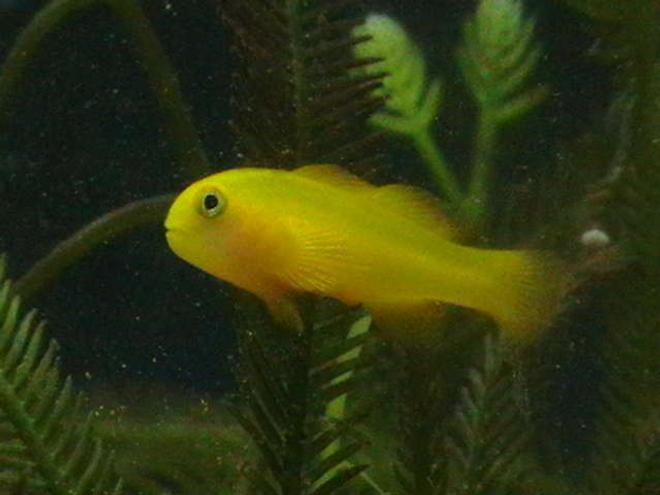 saltwater fish - gobiodon okinawae - coral goby stocking in 5 gallons tank - My Juvenile Coral Goby
