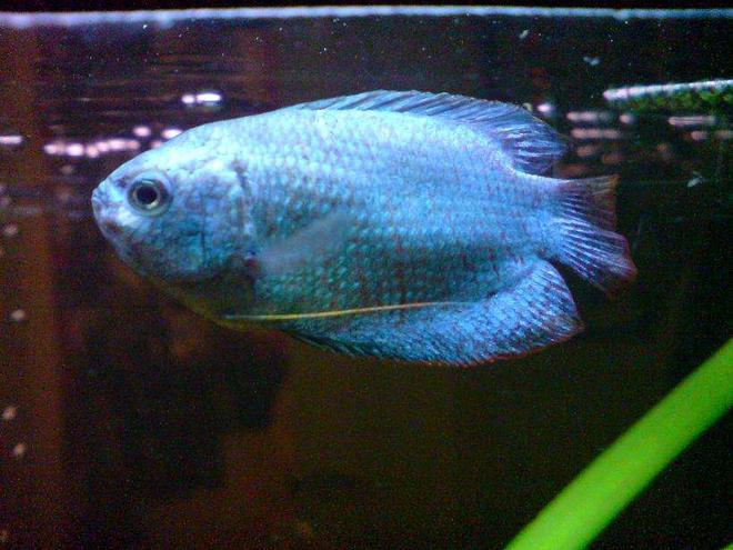 freshwater fish - colisa lalia - neon blue dwarf gourami stocking in 15 gallons tank - My Brothers Female dwarf gourami :)