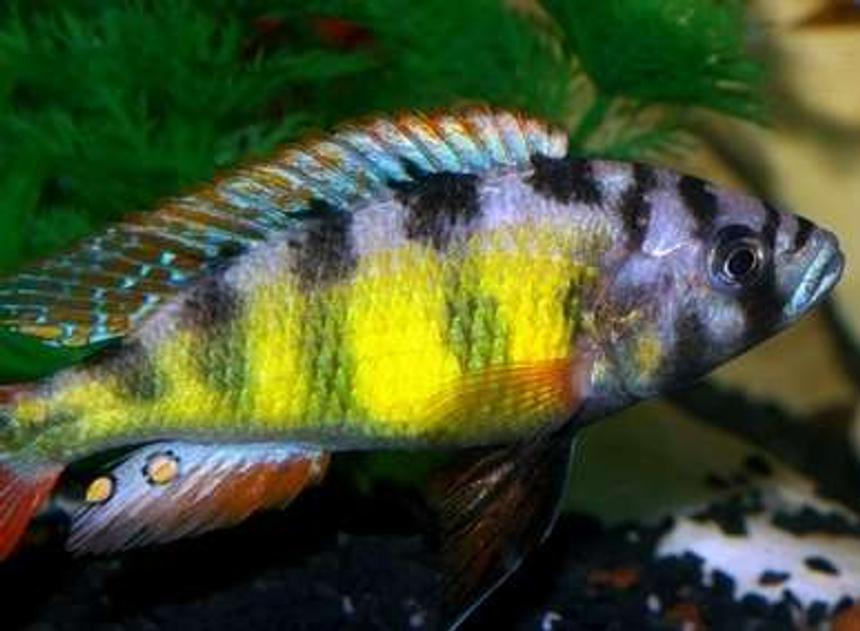 Rated #724: Freshwater Fish - Haplochromis Sp. 44 - Red Tail Stocking In 40 Gallons Tank - My Dominant Male Hap SP44 "Thick Skin" Lake Victorian Cichlid