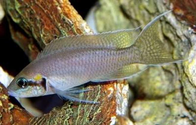 freshwater fish - neolamprologus brichardi - brichardi stocking in 40 gallons tank - L. Brichardi Male