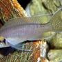 freshwater fish - neolamprologus brichardi - brichardi stocking in 40 gallons tank - L. Brichardi Male