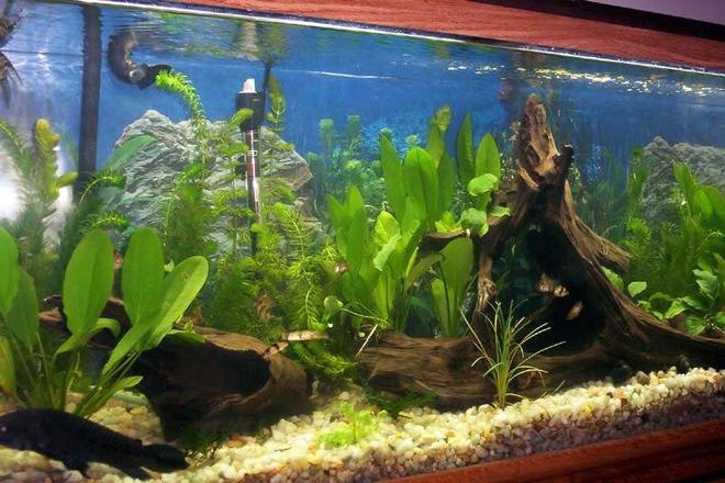 20 gallons planted tank (mostly live plants and fish) - green