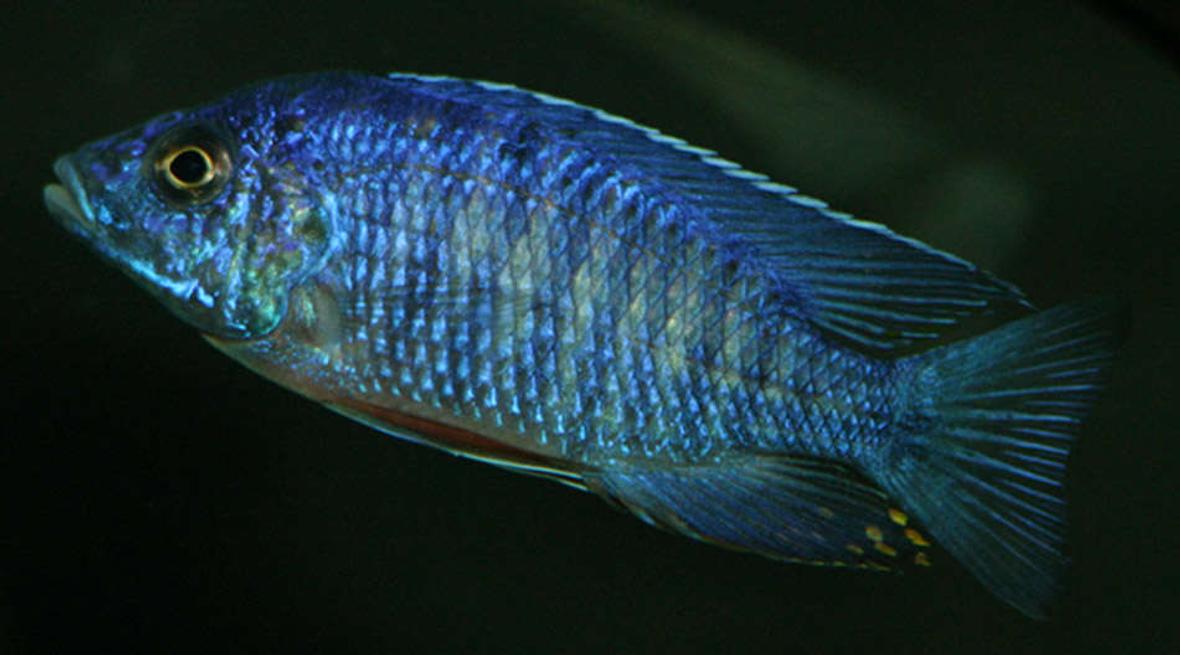 freshwater fish - aulonocara stuartgranti - peacock cichlid stocking in 155 gallons tank - My royal peacock