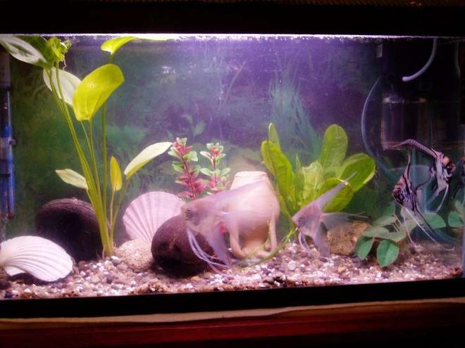 70 gallons freshwater fish tank (mostly fish and non-living decorations) - scalaire bac
