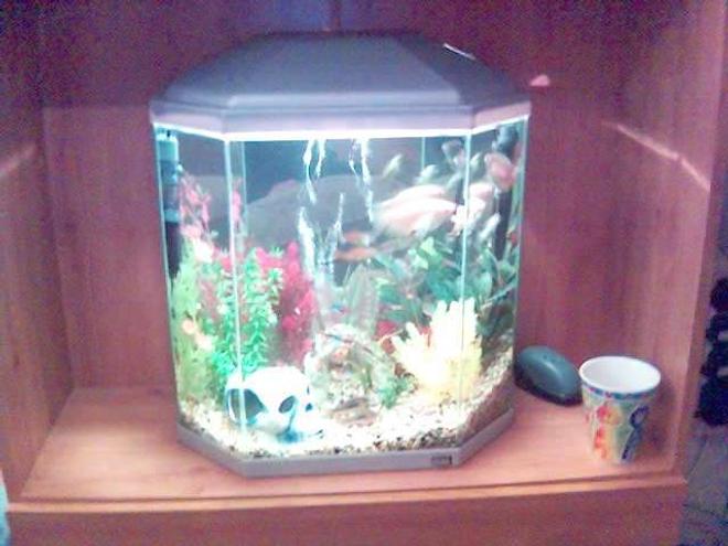 10 gallons freshwater fish tank (mostly fish and non-living decorations) - plastic paradise