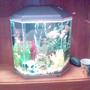 10 gallons freshwater fish tank (mostly fish and non-living decorations) - plastic paradise