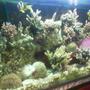 80 gallons reef tank (mostly live coral and fish) - Myy salt water tank