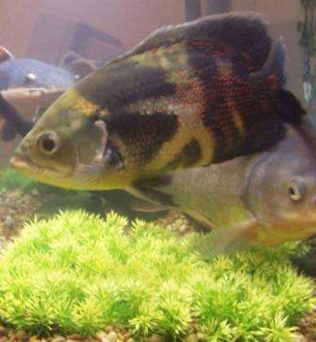 freshwater fish - astronotus ocellatus - tiger oscar stocking in 75 gallons tank - Common Oscar