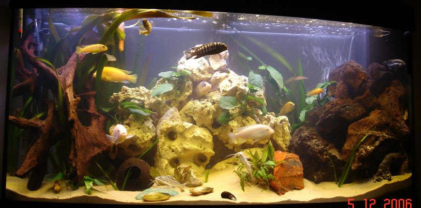 Rated #1585: 260 Gallons Freshwater Fish Tank - malawi tank