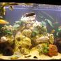 260 gallons freshwater fish tank (mostly fish and non-living decorations) - malawi tank