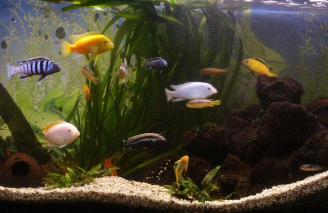 260 gallons freshwater fish tank (mostly fish and non-living decorations) - old cichlid tank 300l juwel