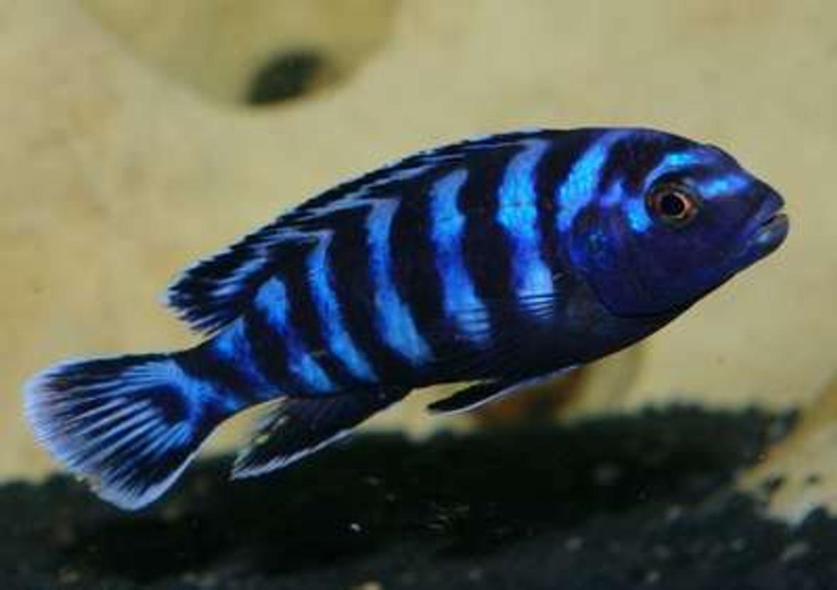 freshwater fish - pseudotropheus demasoni - demasoni cichlid stocking in 40 gallons tank - Male Pseudotropheus Demasoni