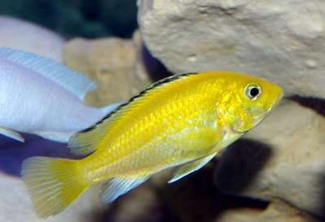 freshwater fish - labidochromis caeruleus - electric yellow cichlid stocking in 40 gallons tank - Yellow Lab
