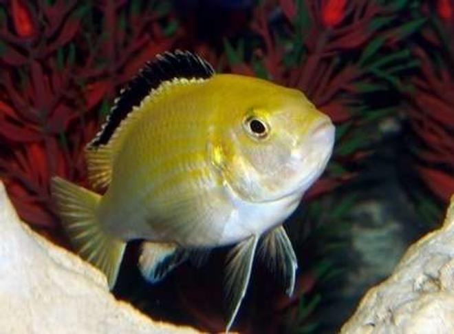 freshwater fish - labidochromis caeruleus - electric yellow cichlid stocking in 40 gallons tank - Male Yellow Lab Displaying