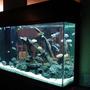 155 gallons freshwater fish tank (mostly fish and non-living decorations) - Here's another view of all my fish.