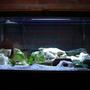 fish tank picture - My 40 Gallon Breeder