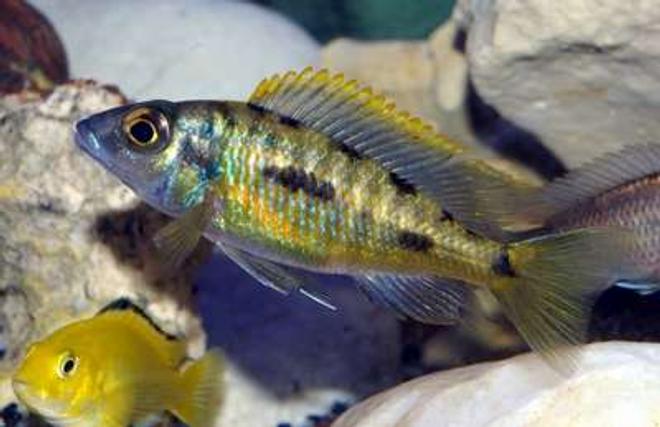 freshwater fish - otopharynx lithobates - sulphur crested lithobate stocking in 40 gallons tank - Otopharynx Lithobathes Juvie coloring up & displaying........until my Hap SP44 chased him away!