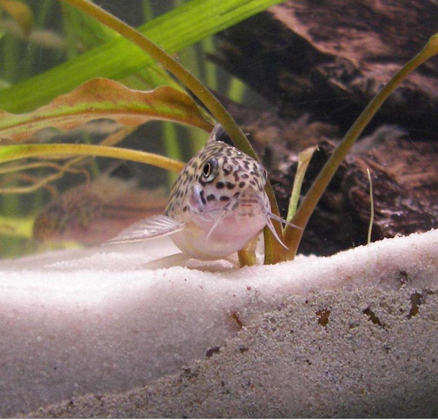 Rated #77: Freshwater Fish - Corydoras Ornatus - Ornate Cory Cat Stocking In 20 Gallons Tank - My Lovely Corydoras Trilineatus