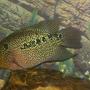 freshwater fish - herichthys carpinte - green texas cichlid stocking in 50 gallons tank - Flowerhorn