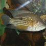 freshwater fish - aequidens rivulatus - green terror stocking in 50 gallons tank - Green Terror