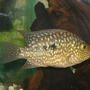 freshwater fish - herichthys cynoguttatus - texas cichlid stocking in 50 gallons tank - Texas