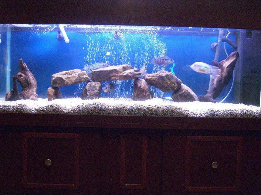 Rated #199: 50 Gallons Freshwater Fish Tank - American Cichlid Tank