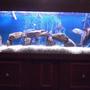 50 gallons freshwater fish tank (mostly fish and non-living decorations) - American Cichlid Tank