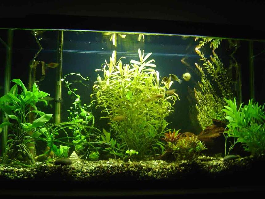 Rated #103: 33 Gallons Planted Tank - My new 33 gal tank... it's one month old. The plants seem happy and they grew alot. I got them super tiny.