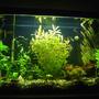 33 gallons planted tank (mostly live plants and fish) - My new 33 gal tank... it's one month old. The plants seem happy and they grew alot. I got them super tiny.