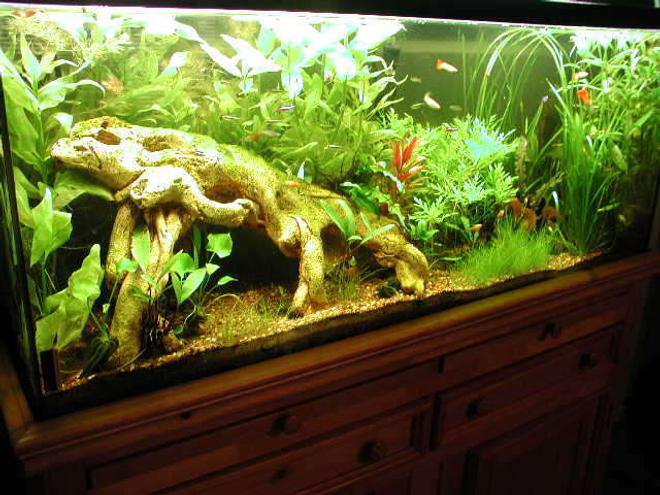 55 gallons planted tank (mostly live plants and fish) - planted 55 gal
